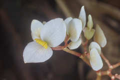 Begonia plebeja