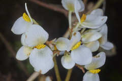 Begonia plebeja