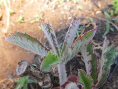 Cyphostemma lanigerum