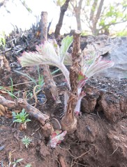 Cyphostemma lanigerum