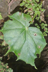 Begonia plebeja