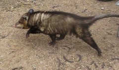 Didelphis virginiana