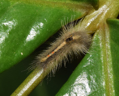 Euproctis punctifera