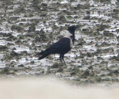 Corvus pectoralis