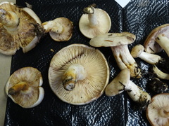 Lactarius pallescens