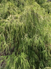 Chamaecyparis pisifera