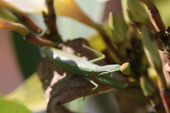 Tarachomantis