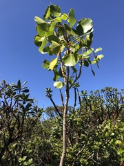 Cheirodendron platyphyllum