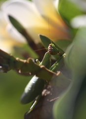 Tarachomantis
