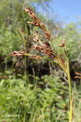 Rhynchospora odorata