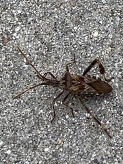 Leptoglossus occidentalis