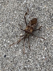 Leptoglossus occidentalis