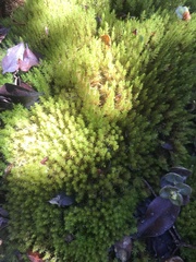 Dicranum speirophyllum