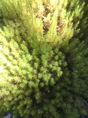 Dicranum speirophyllum