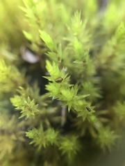 Dicranum speirophyllum