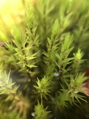 Dicranum speirophyllum