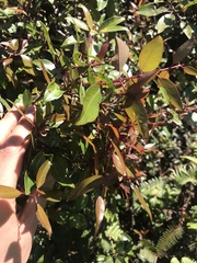 Metrosideros tremuloides