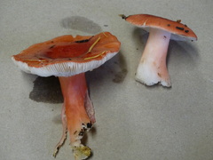Russula americana