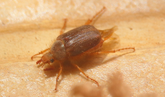 Phytholaema herrmanni