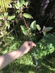 Phyllostegia grandiflora