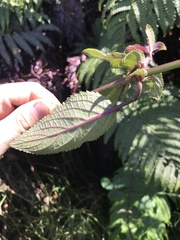 Phyllostegia grandiflora