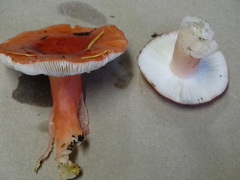 Russula americana