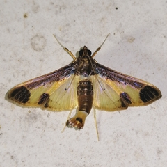 Eulepte