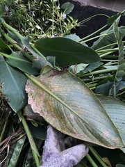 Puccinia thaliae