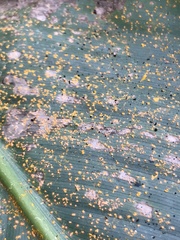 Puccinia thaliae