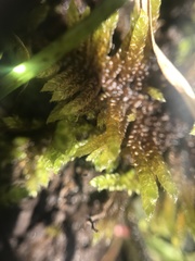 Hypnum plumaeforme