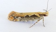 Ornativalva erubescens