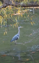Ardea cinerea