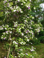 Brunfelsia australis
