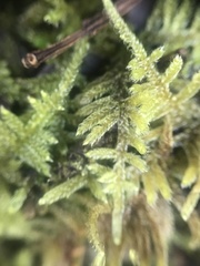 Hypnum plumaeforme