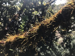 Macromitrium microstomum