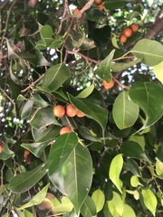 Ficus benjamina