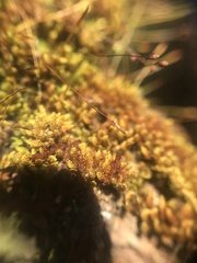 Macromitrium microstomum