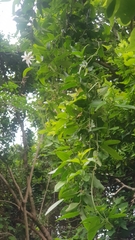 Jasminum multipartitum