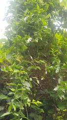 Jasminum multipartitum