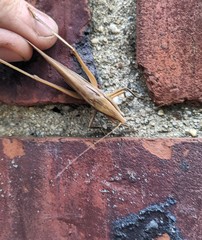 Neoconocephalus exiliscanorus