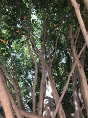 Ficus benjamina