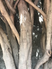 Ficus benjamina