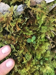 Thuidium cymbifolium