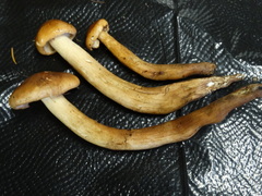 Tricholoma transmutans