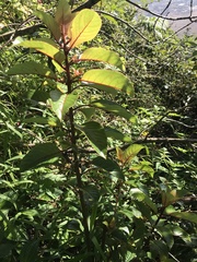 Perrottetia sandwicensis