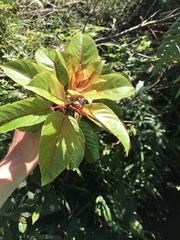 Perrottetia sandwicensis