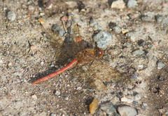 Sympetrum striolatum