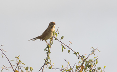 Emberiza schoeniclus