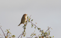 Emberiza schoeniclus