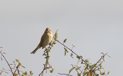 Emberiza schoeniclus